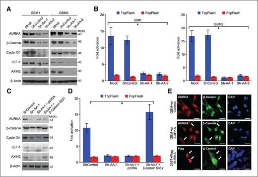 Figure 3. Knockdown AURKA blocks Wnt signaling in GICs. A, important Wnt signaling proteins were tested in GBM1 and GBM2 cells expressing control or 2 different AURKA shRNAs by Western blotting. B, TopFlash and FopFlash luciferase reporter assays were conducted in GBM1 and GBM2 cells expressing control or 2 different AURKA shRNAs. The bars are from 3 independent experiments, *, P < 0.001. C, glioblastoma cells expressing AURKA shRNA were transfected with a control plasmid or β-catenin S33Y plasmid, and the indicated proteins were examined after 48 hours of transfection. D, TopFlash/FopFlash luciferase reporter assays were conducted in AURKA shRNA-expressing glioblastoma cells transfected with control or β-catenin S33Y plasmids, *, P < 0.001. E, glioblastoma cells and 293T cells were transiently transfected with shControl/AURKA siRNA or Flag-AURKA; at 48 hours posttransfection, immunofluorescence was used to detect the subcellular localization of AURKA and β-catenin using anti-AURKA, anti-Flag, and anti-β-catenin antibodies. Nucleuses were stained by DAPI. Arrows showed that after AURKA knockdown, nuclear β-catenin staining also decreased. Bars represent 10 μmol/L.