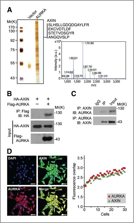 Figure 4. AURKA binds to AXIN. A, LC/LC MS identification of AXIN as a novel binding partner of AURKA in 293T cells. B, 293T cells were transiently transfected with HA-AXIN and Flag-AURKA. Forty-eight hours posttransfection, immunoprecipitations (IP) were conducted with anti-Flag antibodies. The precipitated proteins were then analyzed by Western blotting. C, the endogenous binding of AXIN and AURKA was detected using anti-AXIN or anti-AURKA antibodies, respectively, in glioblastoma primary cells. D, left, dissociated GIC cells were plated on coverslips that had been precoated with poly-L-ornithine and fibronectin before being stained with anti-AXIN and anti-AURKA antibodies. Right, the localization and intensity of AURKA and AXIN2 were calculated with a confocal imaging system (Olympus FluoView FV1000), with the DsRed and Cyan fluorescent proteins being activated by lasers at 543 and 457 nm, respectively. AURKA/AXIN intensity was quantified with FluoView platform software, and the overlap was measured in 30 randomly selected cells. Bars represent 20 μmol/L. IB, immunoblotting.