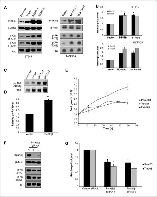 Figure 2. PI4KIIIβ expression regulates Akt activity. A, Western blot analysis showing levels of phosphorylation of Akt at Ser473 and at Thr308 in two independent BT549 and MCF10A cell lines with increased PI4KIIIβ protein expression as compared with parental and vector controls. B, quantification of the relative increase in Akt phosphorylation over total Akt levels in the PI4KIIIβ-expressing cell lines as compared with the vector control. Data, mean ± SE of the mean of three independent trials; statistical significance: *, P < 0.05 (Student t test). C, Western blot analysis showing phosphorylation of c-Raf at Ser259 in two independently derived BT549 cell lines with increased PI4KIIIβ protein expression as compared with parental and vector controls. D, quantification of the relative increase in c-Raf phosphorylation at S259 over total c-Raf levels in the PI4KIIIβ-expressing cell lines as compared with the vector control. Data, mean ± SE of the mean of two independent trials for two independent cell lines (n = 4); statistical significance: *, P < 0.05 (Student t test). E, PI4KIIIβ-overexpressing BT549 cells (closed symbols) proliferate at a faster rate than the parental and vector control cells (open symbols). Each point represents the average fold growth of cells at a given time point over the number of cells measured at the initial time point (0 hours) for three independent experiments for each cell line ± SD. F, Western blot analysis showing Akt phosphorylation at Ser473 and Thr308 in BT549 parental cells treated with two distinct siRNA sequences targeted to PI4KIIIβ as compared with cells treated with the negative control siRNA. G, quantification of relative decrease in Akt phosphorylation in cells treated with siRNA targeted to PI4KIIIβ as compared with cells treated with negative control siRNA. Data, mean ± SE of the mean of three independent experiments; statistical significance: *, P < 0.05 (Student t test).