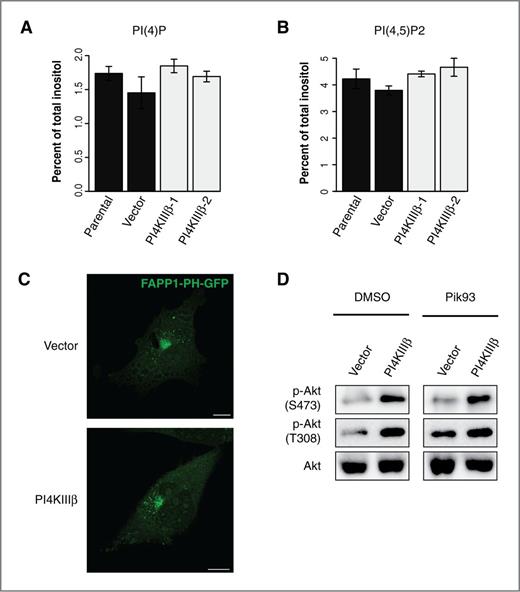 Figure 4. PI4KIIIβ-mediated Akt activation is not dependent on PI(4)P production. HPLC analysis of PI(4)P (A) and PI(4,5)P2 (B) phosphoinositide levels as a percentage of total radiolabeled inositol in the parental, vector control, and two independent PI4KIIIβ-overexpressing BT549 cell lines. Data are presented as mean ± SE of the mean of three independent experiments. C, confocal images of BT549 vector control and PI4KIIIβ-expressing cell lines transfected with the PI(4)P reporter, FAPP1-PH-GFP. Scale bars, 10 μm. D, Western blot analysis showing that PI4KIIIβ overexpression leads to an increase in activating Akt phosphorylation in BT49 cells, when treated with either the PI4KIIIβ inhibitor Pik93 (250 nmol/L) or the vehicle control, DMSO.