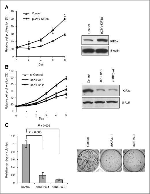 Figure 2. KIF3a regulates prostate cell proliferation and anchorage-independent cell growth. A, proliferation rate of p69 cells with overexpression of KIF3a versus vector control. The cells were cultured in 96-well plates at a density of 5 × 103 per well in 100 μL growth medium after transient transfection of pCMV–KIF3a construct or pCMV vector control. The proliferation of KIF3a-overexpressing cells was measured by MTT assays at the indicated number of days. KIF3a overexpression efficiency was determined using Western blotting. β-Actin was used as a loading control. Values, mean ± SD of three independent experiments performed in triplicates. *, P < 0.05. B, proliferation rate of LNCaP cells with knockdown of KIF3a versus vector control. LNCaP cells (2 × 105/well) were transducted with two different lentiviral shKIF3a (shKIF3a-1 and shKIF3a-2) or control shRNA and then cultured in 96-well plates at a density of 5 × 103 per well in 100 μL growth medium. MTT assay was performed at the indicated time points. Values, mean ± SD of three independent experiments performed in triplicates. *, P < 0.05. KIF3a knockdown efficiency was determined using Western blotting as shown. C, quantitative data of soft agar colony formation assay and representative images of colonies by LNCaP cells 16 days posttransduction with two shRNA-targeting KIF3a or negative control. Colonies >50 μm in diameter were counted. Data, mean ± SD of three independent experiments performed in triplicates.