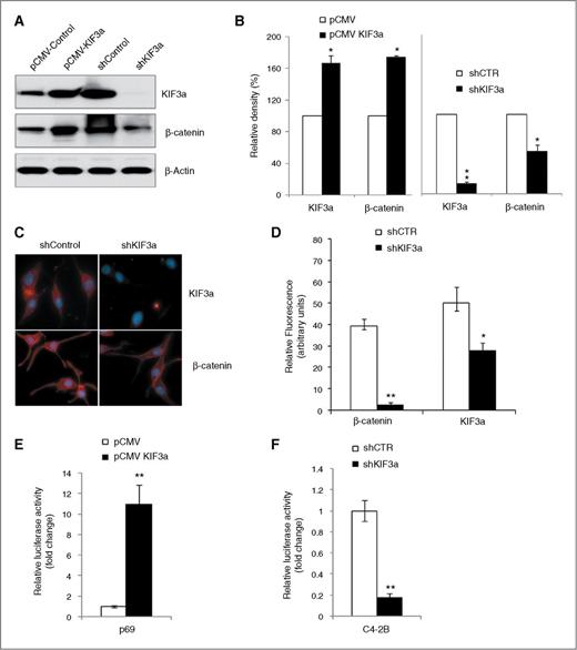 Figure 4. KIF3a modulates the expression of β-catenin in PCa cells. A, KIF3a modulates the protein expression of β-catenin. p69 cells were transiently transfected with pCMV–tag2b–KIF3a or pCMV–tag2b vector for 48 hours, and LNCaP cells were transduced with lentiviral shKIF3a or shControl for 48 hours, cells were then collected for Western blot analysis using antibodies as indicated. β-Actin was used as a loading control. B, densitometric quantification of the protein bands of (A) as described in Fig. 1. *, P < 0.05; **, P < 0.005. C, KIF3a and β-catenin expression was analyzed by immunostaining in C4-2B cell following silencing of KIF3a. C4-2B cells were transduced with lentiviral shKIF3a or shControl for 48 hours, and cells were then immunostained with the indicated antibodies after methanol fixation and permeabilization with 0.5% Triton X-100. Of note, 4′,6-diamidino-2-phenylindole was used to counter stain the nuclei. D, the intensities of immunostained fluorescence in individual cell were measured by ImageJ software and expressed as relative fluorescence (arbitrary units). Figure shows mean ± SD of four independent measurements. *, P < 0.05 and **, P < 0.005 compared with control cells. E and F, KIF3a regulates β-catenin/TCF–driven transcription. KIF3a overexpression p69 cell (E), or KIF3a knockdown C4-2B cell (F) were transfected with TOPflash (100 ng) and FOPflash (100 ng) along with 5 ng of pRL-SV40, and luciferase activities were determined 36 hours after transfection. Renilla luciferase vector was used as an internal control. Normalized luciferase activity of control cells was set to 1, and results are given in relative luciferase activity. Statistics, **, P < 0.005 compared with control cells.