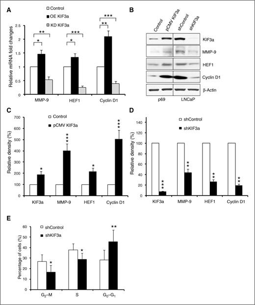Figure 5. KIF3a regulates MMP9, HEF1, and cyclin D1 expression in PCa cells. A, qRT-PCR analysis of MMP9, HEF1, and cyclin D1 transcripts from p69 cells after overexpression of KIF3a for 48 hours or from LNCaP cells after KIF3a depletion with lentiviral shKIF3a for 48 hours. Data, mean values ± SD from three independent experiments. Statistics, *, P < 0.05; **, P < 0.005; ***, P < 0.001. B, Western blot analysis of whole-cell lysates against antibodies as indicated from the same cells described in A. β-Actin was used as a loading control. C and D, quantification of the Western bands of B. All protein levels were normalized to β-actin level. Densitometric quantification of protein was relative to the control set in each case (indicated by a value of percentage). Bar graph, mean ± SD of values from three independent experiments. *, P < 0.05; **, P < 0.01, and ***, P < 0.005. E, KIF3a modulates cell-cycle progression. LNCaP cells after KIF3a depletion with lentiviral shKIF3a for 48 hours as described in B were subjected to flow cytometry analysis. Silencing of KIF3a leads to accumulation of LNCaP cells in G0–G1 phase of the cell cycle. On the basis of DNA content, cells in G0–G1 can be distinguished from those in S and G2–M. The percentages of cells in each phase are shown. Values, means ± SD; n = 2. Bars with asterisks are significantly different from control values of the corresponding cell-cycle phase, *, P < 0.05; **, P < 0.005.