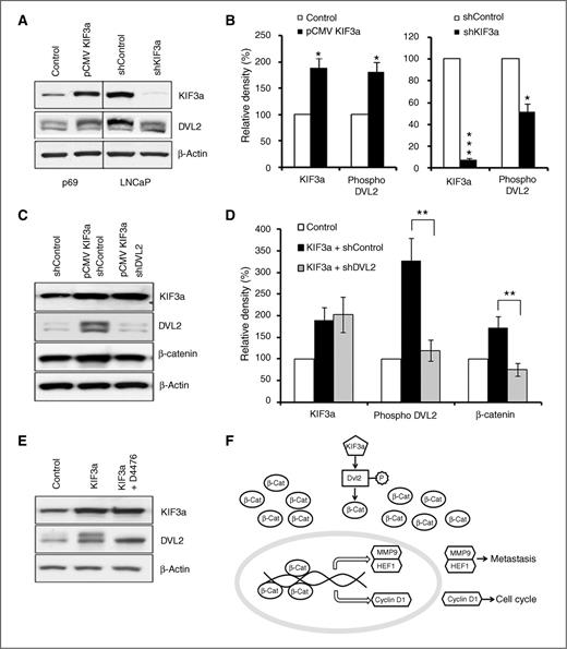 Figure 6. KIF3a modulates CK1-dependent DVL2 phosphorylation in PCa cells. A, KIF3a induces DVL2 expression and phosphorylation. Western blot analysis of DVL2 in whole-cell lysates of the same samples as described in Fig. 5A for DVL2 expression and phosphorylation levels. B, densitometry analysis of protein bands in figure A for DVL2 expression and phosphorylation levels are shown as means ± SD of three independent experiments. *, P < 0.05; ***, P < 0.001. C and D, β-catenin levels were assessed by Western blot analysis following overexpression of KIF3a and silencing of DVL2 in p69 cells. Levels of phosphorylated DVL2 and β-catenin were normalized to β-actin. Densitometry analyses of protein bands in C were displayed as the mean ± SD of values from three independent experiments. **, P < 0.005. E, CK1 inhibitor abolishes KIF3a-induced DVL2 phosphorylation. Western blot analysis of DVL2 in p69 cells overexpressing KIF3a following starvation and treatment with 100 μmol/L D4476 or vehicle (dimethyl sulfoxide) for 2 hours. F, ligand-independent activation of KIF3a–DVL2–β-catenin signaling in PCa. In PCa, KIF3a probably functions as an agonist of the β-catenin/TCF signaling by promoting DVL2 phosphorylation and stabilizing β-catenin in the absence of Wnt stimulation. Subsequently, stabilized β-catenin activates the transcriptional targets, including MMP9, HEF1, and cyclin D1. Elevation of cyclin D1 increases PCa cell proliferation and tumorigenesis, whereas elevation of MMP9 and HEF1 contributes to the regulation of PCa cell migration and invasion for potential metastasis of PCa.
