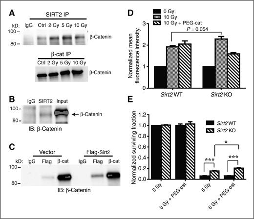 Figure 2. SIRT2 interacts directly with β-catenin. A, coimmunoprecipitation showing association of SIRT2 and β-catenin increases with ionizing radiation. Sirt2 WT MEFs were exposed to single fractions of 2, 5, and 10 Gy, and compared with sham controls. Cells were harvested 24 hours after radiation and immunoprecipitated either with normal rabbit IgG control, SIRT2, or β-catenin antibodies. Bound proteins were analyzed by immunoblot analysis with β-catenin antibody. B, coimmunoprecipitation analysis showing SIRT2 associates with β-catenin in PC-3 cells. C, coimmunoprecipitation analysis showing overexpressed Flag-SIRT2 binds to β-catenin. Protein lysates from U87 glioma cells stably expressing either pcDNA3 or Flag-SIRT2 were subjected to immunoprecipitation using rabbit IgG, DDK, or β-catenin antibodies. Bound proteins were analyzed by immunoblot analyzed with β-catenin antibody. D, ROS measurement. Sirt2 WT and KO MEFs were labeled with H2DCFDA or carboxy DCFDA for 30 minutes before exposure to a single fraction of 10 Gy compared with sham controls. Cells were harvested after 30 minutes and analyzed. Treatment with PEG-catalase was used to scavenge ROS generated by radiation. E, clonogenic survival assay. Sirt2 WT and KO cells were plated for clonogenic survival assay and treated with 200 U/mL PEG-cat for 2 hours, followed by radiation. PEG-cat was left for the duration of the assay. Values, mean ± SEM. *, P < 0.05; ***, P < 0.005.