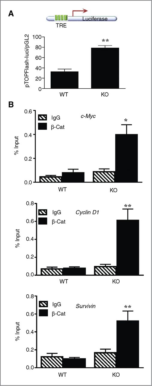 Figure 5. SIRT2 inhibits Wnt signaling. A, pTOPFLASH luciferase promoter analysis showing upregulated TCF/LEF transcriptional activity in Sirt2 KO MEFs compared with WT. **, P < 0.005. B, ChIP analysis showing increased binding of β-catenin to the promoters of c-myc, cyclin D1, and survivin. *, P < 0.5; **, P < 0.01.