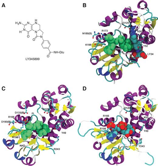 Figure 2. A, structure drawing of LY345899. B, ribbon diagram representation of DC301 (MTHFD1; 1DIB.pdb) chain A of the dimer colored by secondary structure showing relative location of cofactor NADP (green colored spheres) to inhibitor LY34 (LY345899; CPK colored spheres). Key interacting protein residues are depicted in ball-stick and labeled. C, human MTHFD2 (1ZN4.pdb) with NAD cofactor (green spheres) and phosphate (Pi). The key residues are depicted in ball-stick. D, homology model of the human MTHFD2L enzyme with NADP cofactor (spheres with CPK coloring) bound and key residues depicted as ball-stick. Illustrations were prepared using the VMD molecular graphics software package (27).