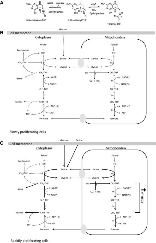 Mitochondrial Methylenetetrahydrofolate Dehydrogenase (MTHFD2 ...