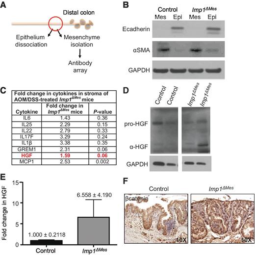 Figure 4. Stromal analysis revealed increased proinflammatory and growth factors in Imp1ΔMes mice. A, schematic of epithelial/mesenchymal preparation from AOM/DSS-treated animals for downstream analyses. A small, nontumor area of mid-distal colon was used for dissociation. B, Western blot for epithelial (E-cadherin) and mesenchymal (α-smooth muscle actin, α-SMA) markers confirmed enrichment of respective fractions. C, antibody array results showed a global increase in cytokines and growth factors in Imp1ΔMes mice, with significant or near significant increases in both MCP1 and HGF. D, Western blotting confirmed the increase in HGF in mesenchyme from AOM/DSS-treated Imp1ΔMes mice, particularly the α-HGF isoform. E, densitometric analysis for changes in α-HGF normalized to GAPDH confirmed this increase. F, staining of lesions for β-catenin demonstrated an increase in nuclear localization in Imp1ΔMes mice compared with controls.