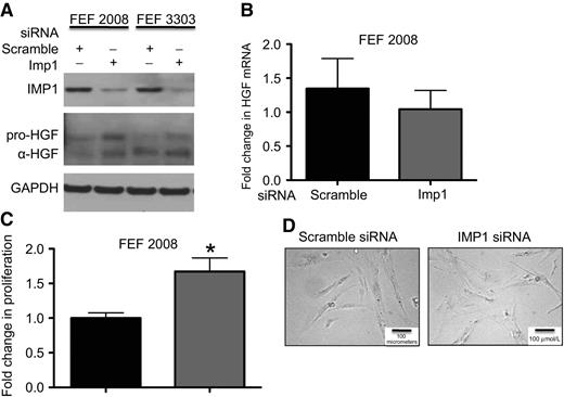 Figure 5. Imp1 knockdown is sufficient to increase HGF expression in fibroblasts. A, representative Western blot demonstrating siRNA-mediated knockdown of Imp1 compared with scramble controls. Imp1 knockdown increased HGF expression in 2 different FEF cell lines, FEF 2008 and FEF 3303. B, evaluation of Hgf mRNA levels in FEF 2008 cells revealed no significant difference between control or Imp1 knockdown cells. C, proliferation of FEF 2008 cells was evaluated in Imp1 knockdown 72 hours after siRNA transfection. Imp1 knockdown increased FEF proliferation by 60% compared with controls. D, morphologic analysis of FEF 2008 cells with Imp1 knockdown did not reveal any difference between control and knockdown cells via bright field microscopy. Scale bar indicates 100 micrometers. Data, ≥ 3 independent experiments.