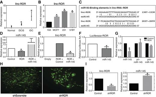 Figure 2. LincRNA-RoR is overexpressed in TNBC where it serves as competitive endogenous RNA for miR-145. A, lincRNA-RoR expression in breast tumor tissues as measured by qRT-PCR. B, lincRNA-RoR expression in breast cancer cell lines. C, miR-145 response element in lincRNA-RoR as predicted by MiRanda 4.0 algorithm. D, miR-145 expression analysis following lincRNA-RoR overexpression in HEK-293T cells. E, lincRNA-RoR expression analysis following miR-145 overexpression in HEK-293T cells. F, luciferase reporter assay for lincRNA-RoR in HEK-293T cells overexpressing miR-145. G, miR-145 expression analysis in MDA-MB-231 breast cancer cells following lincRNA-RoR overexpression. H, fluorescent images of MDA-MB-231 cells stably infected with lincRNA-RoR shRNA. I, expression analysis of lincRNA-RoR and miR-145 following lincRNA-RoR knockdown via qRT-PCR; *, P < 0.05.
