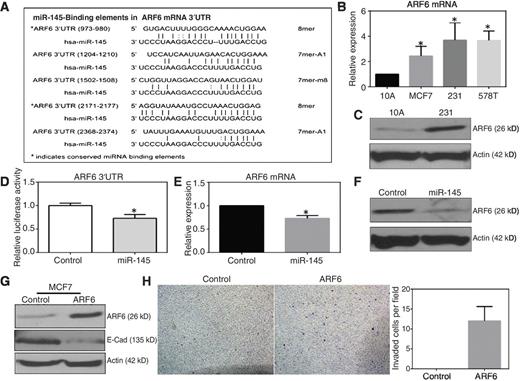 Figure 3. miR-145 directly targets the 3′UTR of ARF6 mRNA. A, table of the predicted miR-145-binding sites in the ARF6 mRNA 3′UTR as predicted by TargetScan algorithm. B, ARF6 mRNA expression in breast cancer cell lines via qRT-PCR. C, ARF6 protein expression in MDA-MB-231 cells. D, luciferase reporter for ARF6 mRNA 3′UTR following miR-145 overexpression. E, ARF6 mRNA levels in MDA-MB-231 cells following miR-145 overexpression. F, ARF6 protein levels in MDA-MB-231 cells following miR-145 overexpression. G and H, MCF-7 cells overexpressing constitutively active ARF6. A loss of E-cadherin demonstrated via Western blotting and a more invasive phenotype as evidenced by Matrigel-coated invasion assays; *, P < 0.05.