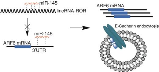 Figure 5. Illustration of miR-145 regulation of TNBC invasion. This is our proposed model for miR-145 regulation of TNBC invasion. Competition between lincRNA-RoR and miR-145 prevents miR-mediated suppression of ARF6, this in turn leads to overexpression of ARF6 and altered E-cadherin localization.