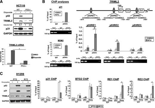 Figure 2. TRIML2 is a p53 target gene. A, the human colorectal cancer cell line Hct116 containing wild-type p53 (WT) or the somatic cell knockout for p53 (p53−/−) were treated with etoposide (100 μmol/L) and monitored after 24 hours. Whole-cell lysates and extracted RNA were subjected to western blot analysis (top) and qRT-PCR (bottom), respectively. Densitometry quantification of TRIML2 levels, normalized to GAPDH, is depicted. Expression levels of mRNA were normalized to cyclophilin A. The data depicted are the averaged results from three independent experiments; error bars, SE. *, P < 0.05. B, left, ChIP of Hct116 cells treated with DMSO or 5-FU (5 μmol/L) for 72 hours. Immunoprecipitated DNA was eluted and analyzed by qPCR and regular PCR using primers flanking p53 response elements (RE) on the known p53 target genes MDM2 and CDKN1A (p21) as positive controls. Top right, diagram of the TRIML2 gene, along with three potential consensus p53 REs. The start site of transcription (TSS) is denoted +1, and the location of p53 REs is shown relative to this; Ex, exon. Bottom right, immunoprecipitated DNA was eluted and analyzed by PCR using primers flanking the p53 REs (Supplementary Table S2). In each case the percentage of DNA bound, normalized to input, is depicted. The data depicted are the averaged results from three independent experiments; error bars, SE; *, P < 0.05. C, left, Western blot analysis for p53, p21, TRIML2, and loading control (GAPDH) in H1299 cells containing doxycycline-inducible P72 and R72 forms of p53 following doxycycline treatment (0.75 μg/mL) for 24 hours. Right, ChIP analyses in H1299 cells expressing doxycycline-inducible P72 or R72 forms of p53 using primers that span the p53-binding site in CDKN1A (p21), BTG2, or RE1, and RE2 of TRIML2 following doxycycline treatment (0.75 μg/mL) for 24 hours. The data depicted are the averaged results from three independent experiments; error bars, SE; *, P < 0.05.
