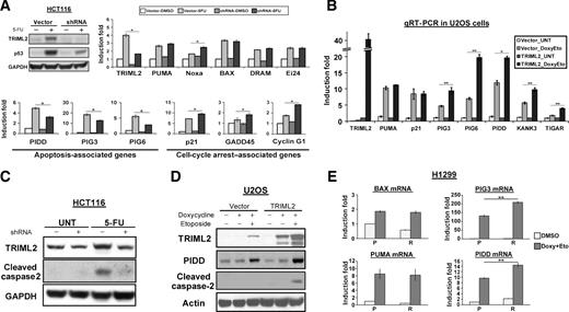 Figure 4. TRIML2 influences the transcriptional potential of p53. A, top left, Western blot analysis of TRIML2 and p53 in Hct116 cells stably infected with vector alone or sh-A of TRIML2, and treated with 5-FU (5 μmol/L) for 72 hours. Top right, qRT-PCR analysis of the samples in A for p53 proapoptotic target genes that are not downregulated by TRIML2 silencing. Bottom, selective p53 target genes whose expression was affected by TRIML2 knockdown. The data depicted are the averaged results from three independent experiments, normalized to control (cyclophilin A); error bars, SE; *, P < 0.05. B, qRT-PCR analysis of the levels of TRIML2-regulated p53 target genes in U2OS cells containing doxycycline-inducible vector alone (vector) or doxycycline-inducible TRIML2, following treatment with 0.75 μg/mL doxycycline, and 100 μmol/L etoposide for 24 hours. The level of each gene in untreated, TRIML2-overexpressing cells was set to 1-fold and the data are normalized to cyclophilin A. The data depicted are the averaged results from three independent experiments; error bars, SE; *, P < 0.05 and **, P < 0.005. C, Western blot analysis for TRIML2 and cleaved caspase-2 in Hct116 cells stably infected with vector alone or sh-A of TRIML2, and treated with 5-FU (5 μmol/L) for 48 hours. The data depicted are representative of three independent experiments. D, Western blot analysis for TRIML2, PIDD, and cleaved caspase-2 in U2OS cells containing doxycycline-inducible vector alone (vector) or doxycycline-inducible TRIML2, following treatment with 0.75 μg/mL doxycycline and 100 μmol/L etoposide for 24 hours. Actin serves as the loading control; the data depicted are representative of three independent experiments. E, qRT-PCR analysis of the levels of BAX, PIG3, BBC3 (Puma), and PIDD in H1299 cells with tetracycline-inducible P72 or R72, following treatment with 0.75 μg/mL doxycycline plus 100 μmol/L etoposide for 24 hours. The level of each gene in DMSO-treated P72 cells was set to 1 and the data are normalized to cyclophilin A. The data depicted are the averaged results from three independent experiments; error bars, SE; **, P < 0.005; P = P72, R = R72; Doxy, doxycycline; Eto, etoposide.