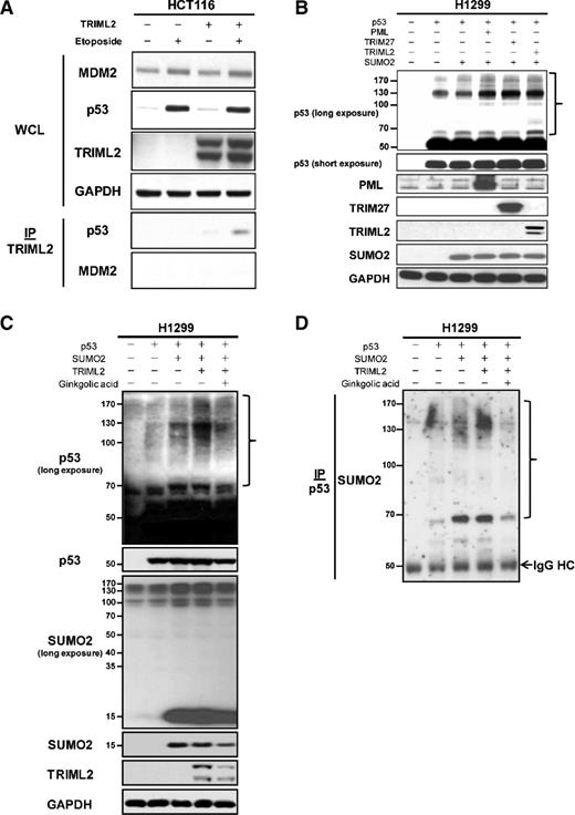 Figure 6. TRIML2 interacts with p53, and regulates p53 modification with SUMO-2/3. A, immunoprecipitation–Western blot analysis of TRIML2 in Hct116 cells transfected with V5-tagged TRIML2 following incubation with etoposide (100 μmol/L) for 24 hours. Whole-cell lysate (500 μg) was immunoprecipitated with 1 μg of V5 antibody, and immunoprecipitates were subjected to Western blot analysis for p53 and MDM2. WCL, whole cell lysate; IP, immunoprecipitation. The doublet detected by the V5-TRIML2 N-terminally tagged construct is believed to represent an internal translation species from the first ATG of TRIML2 in this construct, which is detectable using TRIML2 antisera by Western blot analysis. B, Western blot analysis for p53 and indicated proteins in H1299 cells transfected with TRIML2, SUMO-2, and p53, along with the positive control proteins indicated (TRIM27 and PML). The right brace denotes the higher molecular weight species of p53 that are induced when TRIML2 and SUMO-2 are cotransfected. C, Western blot analysis in H1299 cells transfected with p53, TRIML2, and SUMO-2. Ginkgolic acid was used to inhibit sumoylation and verify TRIML2-mediated sumoylation of p53. The right brace denotes the higher molecular weight species of p53 that are induced. Note that the SUMO-2–tagged version of p53 is increased when TRIML2 is transfected and decreased with the addition of ginkgolic acid. D, immunoprecipitation analysis in H1299 cells transfected with p53, TRIML2, and SUMO-2. p53 was immunoprecipitated with polyclonal antisera against p53, followed by Western blot analysis with SUMO-2 antibody. The right brace denotes the higher molecular weight species of p53 that are induced; IgG HC, immunoglobulin heavy chain.