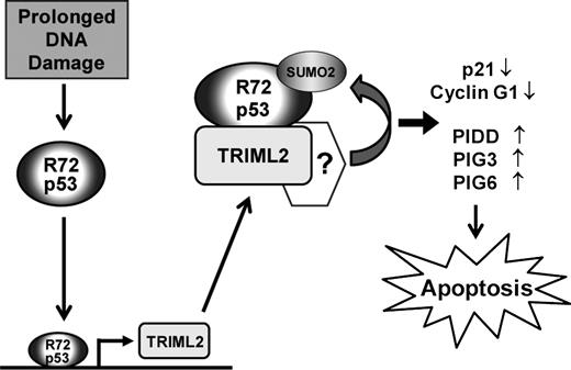 Figure 7. The working model of the positive feed-forward loop between the R72 variant of p53 and TRIML2.