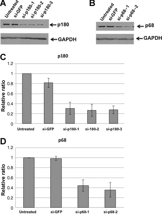Figure 1. Depletion of p68 (POLA2) or p180 (POLA) by siRNA in HeLaII cells. A, Western blot analysis showing p180 depletion with three different target sites. B, depletion of p68, with two different target sites. C, quantitation of the depletion of p180. D, quantitation of the depletion of p68. The signal obtained for p180 or p68 was normalized to GAPDH, and divided by the signal detected for the untreated control. The values shown are averages and SE on three independent experiments.