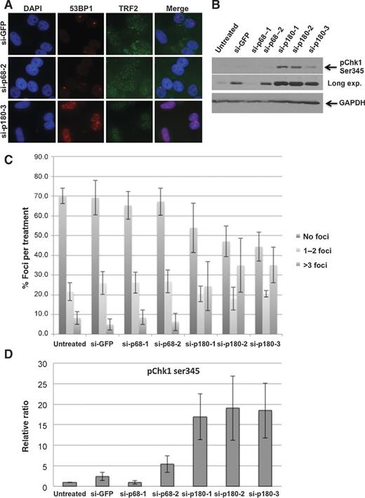 Figure 2. Depletion of p180, but not p68, leads to formation of p53BP1 foci and Chk1 activation. A, detection of p53BP1 in HeLaII cells 48 hours after siRNA treatment for p68 or p180, with the indicated target sites. Blue, DAPI; Red, p53BP1; Green, TRF2. B, Western blot analysis showing pChk1-Ser345 for the control and siRNA against p68 or p180. The top two panels represent different exposures of the same blot. The GAPDH loading control is shown below. C, quantitation of p53BP1 foci in HeLaII cells treated with p68 and p180 siRNAs as indicated. A hundred nuclei were counted for each sample, and the averages and SE were calculated from three independent experiments. D, quantitation of Chk1 phosphorylation, as shown in B. The relative ratio was obtained by normalizing the pChk1-Ser345 signal to GAPDH and dividing by the siGFP control (mean ± SEM for three experiments).