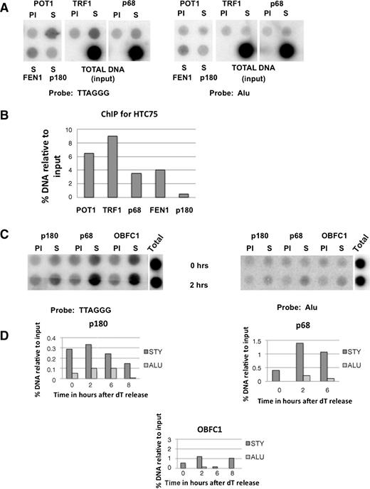 Figure 3. Association of p68 and p180 with telomeres by ChIPs. A, ChIP in unsynchronized HTC75 cells. The Alu probe was used as a non-telomere control. The antibodies used are indicated on top; PI, preimmune serum. B, quantitation of the DNA yields for the HTC75 ChIP. The yield for each sample was divided by the total DNA value after subtraction of the preimmune background value. C, ChIP in synchronized HeLaII cells. Cells were subjected to a double thymidine block, and processed for ChIP at 2-hour intervals after release. Probes are indicated at the bottom of the blots. D, quantitation of the yields for p180, p68, and OBFC1 at indicated time points after release. STY, values obtained with the TTAGGG (telomeric) probe. An Alu probe was used as a control.