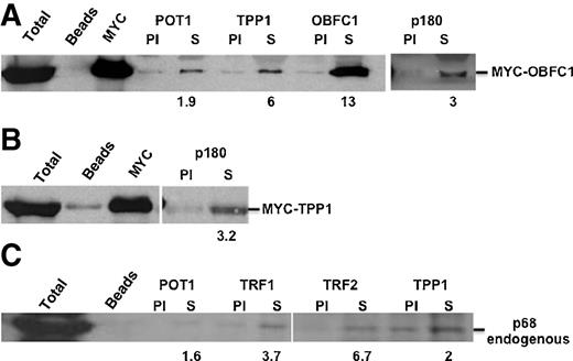 Figure 4. Interactions between Polα and shelterin components detected by IP-Western. A–C, extracts prepared from HTC75 cells expressing tagged constructs, indicated on the right, were used for immunoprecipitations with the antibodies indicated at the top of the lanes. The input fractions and amounts precipitated with beads only (no antibody) are shown on the leftmost lanes of each blot. The numbers below the blots represent the fold enrichment for a specific antibody as compared with its preimmune serum. The antibodies used to probe the Western blot analyses were anti-MYC 9E10 antibody (A and B) and an anti-POLA2 serum (C). The antibodies used for immunoprecipitations are indicated at the top of the lanes. The blot was probed with a commercial mouse anti-p68 antibody.