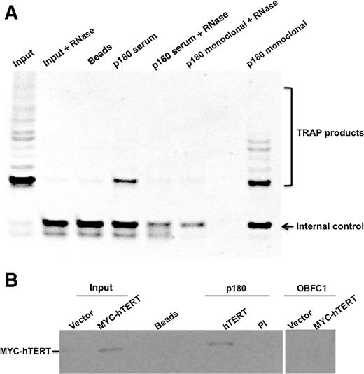 Figure 5. Interaction between p180 and telomerase. A, TRAP assay performed on HelaII extract (left lane), and on immunoprecipitated material with p180 serum (S) or a p180 monoclonal purchased from Abcam. Controls include RNase treated lysates, as well as beads only, as indicated. B, IP-Western showing immunoprecipitation of hTERT with p180 serum. The lysate was prepared from HTC75 cells expressing MYC-tagged hTERT. The blot was probed with the 9E10 anti-MYC antibody.