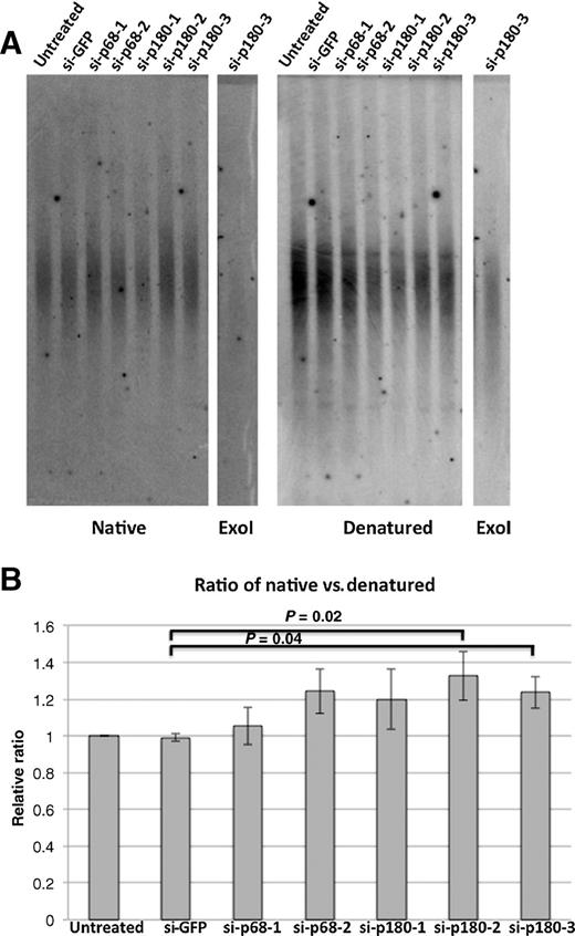 Figure 6. Increased overhang amounts upon siRNA depletion of p180. A, in-gel hybridization for genomic DNA from HeLaII cells treated with siRNA for p68 and p180. Left, native gel probed with the labeled oligonucleotide (CCCTAA)4 hybridizing to the telomeric overhang. Right, same gel reprobed after denaturation to detect all telomeric sequences. Samples treated with ExoI were run alongside to control for detection of single-strand DNA in the native gel. B, overhang intensity is indicated as the ratio of the native signal over the denatured, normalized to the siGFP control. Error bars represent the SE for three independent experiments. The two-tailed Student t test for the two significant values (<0.05) is shown.