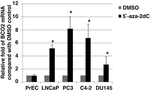 Figure 2. Demethylation induces bco2 expression in prostate cancer cells. Normal prostatic epithelial (PrEC) and prostate cancer (LNCaP, PC3, C4-2, DU145) cell lines were treated with 10 μmol/L of the methyltransferase inhibitor 5-aza-2dC or vehicle (DMSO) for 96 hours. Total RNA was isolated and real-time RT-PCR was performed as described in “Materials and Methods.” Relative fold bco2 expression is presented as 2−ΔΔCt relative to controls. Data, mean ± SD (n = 3). *, P < 0.05 compared with controls (DMSO).