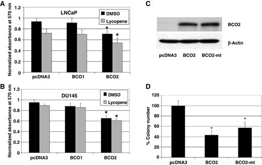 Figure 5. Reexpression of BCO2 inhibits prostate cancer cell proliferation and colony formation. LNCaP (A) or DU145 (B) cells were transiently transfected with an empty vector (pcDNA3), or BCO1 or BCO2 expression constructs for 24 hours, then treated with 1 μmol/L lycopene or DMSO control for 24 hours. Cell number was estimated by the MTT method as described in “Materials and Methods.” Data, mean ± SD (n = 3). *, P < 0.05, BCO2 expression versus vector control. C, Western blot analysis of BCO2 protein expression in pcDNA3, BCO2, or BCO2-mt transfected DU145 cells at 24 hours posttransfection (β-actin detection as loading control). D, colony formation assay for transfected cell lines described in C. Quantification of colonies per well from nine 3-cm dishes for transfected cell lines as above. Data, mean ± SD (n = 3). *, P < 0.05.