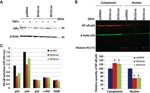 Figure 7. BCO2 expression does not affect IκBα levels but reduces NF-κB nuclear translocation and DNA binding. A, C4-2 cells were transiently transfected with the indicated constructs for 24 hours and treated with TNFα (10 ng/mL) for 3 hours. Total cellular protein lysates were isolated and IκBα was detected by Western blot analysis using an IκBα-specific antibody and β-actin detection as a loading control. B, DU145 cells were transiently transfected with the indicated constructs for 24 hours. The cellular extracts were separated into nuclear and cytoplasmic fractions and probed for NF-κB p65; β-actin was used as a cytoplasmic marker and loading control; Histone H3 was used as nuclear marker (top). Bottom, quantification was performed using the results from three different transfections and immunoblots (*, P < 0.05, BCO2-wt or BCO2-mt expression vs. pcDNA3, respective subcellular fraction controls). C, DU145 cells were transiently transfected with the indicated constructs for 24 hours and nuclear protein fractions were extracted. OD, optical density. The NF-κB family protein DNA-binding assay is described in “Materials and Methods.”