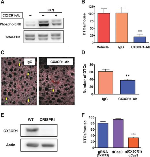 Figure 2. Targeting CX3CR1 with a neutralizing antibody or transcriptional silencing by CRISPRi impairs the homing of breast cancer cells to the bone. A, the neutralizing antibody blocked ERK phosphorylation in SKBR3 human breast cancer cells induced by soluble FKN and assessed by Western blotting. B, preincubation of cells with the same antibody prior to their intracardiac inoculation in mice dramatically reduced the number of fluorescent MDA-231 cells detected in the knee joints 24 hours postinoculation, as compared with animals that received cells preincubated with either vehicle or an irrelevant immunoglobulin (vehicle: n = 6; IgG: n = 7; CX3CR1-Ab: n = 6; **, P < 0.01). C, representative images of fluorescent MDA-231 cells detected in the lung parenchyma of inoculated animals. Magnification, 200×. D, preventing the activation of CX3CR1 also significantly reduced the number of DTCs seeding the lungs from the systemic blood circulation, as compared with controls (IgG: n = 6; CX3CR1-Ab: n = 6; **, P < 0.01). E, the effective silencing of CX3CR1 in MDA-231 cells by CRISPRi was confirmed by Western blotting. F, when CX3CR1-silenced cells were inoculated in mice, the number of DTCs detected in bone was significantly reduced (gRNA: n = 3; dCas9: n = 3; g(CX3CR1)dCas9: n = 5; ***, P < 0.001). Ab, antibody; WT, wild type.