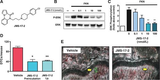 Figure 3. JMS17-2 blocks CTCs from seeding the bone. A, the chemical structure of JMS-17-2, a novel small-molecule antagonist of CX3CR1. B and C, JMS-17-2 caused a dose-dependent inhibition of ERK phosphorylation in SKBR3 breast cancer cells exposed to 50 nmol/L FKN (**, P < 0.001). D, MDA-231 cells were either preincubated with 10 nmol/L JMS-17-2 prior to intracardiac inoculation in mice or inoculated in animals administered with the same antagonist at 10 mg/kg i.p. Both preincubation and intraperitoneal administration of JMS-17-2 showed comparable and significant decrease in skeletal DTCs as detected 24 hours after cancer cell inoculation (vehicle: n = 8; JMS-17-2 preincubation: n = 7; JMS-17-2 intraperitoneal (i.p.): n = 8; *, P = 0.0001; **, P < 0.0001). E, two representative bone sections imaged by fluorescence microscopy, obtained from control and JMS-17-2–treated animals, and showing green fluorescent DTCs. Magnification, 200×.