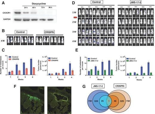 Figure 5. Targeting CX3CR1 in a model of established metastases and transcriptome analyses of metastatic tumors. A, CX3CR1 was conditionally silenced by an inducible CRISPRi system. Complete protein repression was achieved 72 hours after exposing cells to 2 μg/mL of doxycycline. B, mice were inoculated via the left cardiac ventricle with MDA-231-TRE-CRISPRi_CX3CR1 cells, stably expressing both GFP and luciferase. Animals were left untreated for one week after the inoculation of cancer cells; then, a doxycycline-containing diet was administered to the treatment group for the following 3 weeks before euthanasia. Tumor progression was monitored weekly by in vivo bioluminescence imaging. Mice in both control and treatment groups imaged at 4 weeks are shown. C, quantification of the number of metastatic lesions and overall tumor burden based on the detection of bioluminescent signal in both control and CRISPRi groups. D, mice bearing one-week tumors in bones and soft tissues were treated daily with JMS-17-2 (10 mg/kg; i.p. twice a day) for the following 3 weeks before euthanasia. Control animals received only vehicle. E, quantification of the number of metastatic lesions and overall tumor burden based on bioluminescent signal in both control and JMS-17-2–treated groups. F, two representative images of a mouse tissue section containing a bone tumor, identified by the emitted green fluorescence, before (left) and after (right) harvesting by LCM. G, tumor tissues from four animals for each experimental groups (control, JMS-17-2 and CRISPRi) were harvested and pooled for RNA isolation; of the 730 human genes with demonstrated implication in tumorigenesis and progression included in the nCounter PanCancer Panel, approximately 330 genes were significantly altered in tumors collected from JMS-17-2–treated and CX3CR1-silenced tumors as compared with tumors in control animals. Of these genes, 46 for the JMS-17-2 group and 35 from the CX3CR1-silenced group showed at least 3-fold change. Nine of these genes were found to be affected in a similar fashion between the two experimental groups. Statistical significance was established by using the t test module included in the nSolver software.