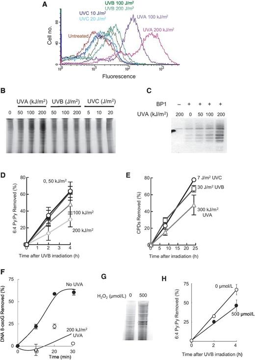 Oxidative Stress–Induced Protein Damage Inhibits DNA Repair and ...