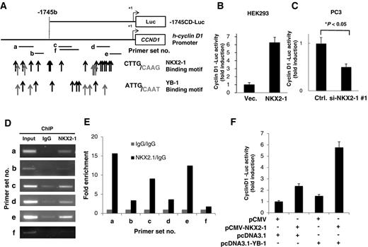 Figure 2. NKX2-1 binds to and activates the cyclin D1 promoter. A, Schematic representation of the 5′ promoter region of human cyclin D1 and the −1745CD-Luc cyclin D1 reporter plasmid. Potential NKX2-1–binding motif CTTG (black) and GAAC (gray) are indicated by arrows. YB-1 binding motif (Y-box) ATTG (black) and TAAC (gray) are also indicated by arrows. PCR primers used for ChIP in the promoter region of human cyclin D1 are indicated by black bars. B, Overexpression of NKX2-1 enhanced cyclin D1 promoter activity. The -1745CD-Luc reporter plasmid and CMV β-gal plasmid were transfected with the Myc-DDK-NKX2-1 expression plasmid or empty vector into HEK293 cells using the calcium phosphate method. C, Depletion of NKX2-1 decreased cyclin D1 promoter activity. The −1745CD-Luc reporter plasmid and CMV β-gal plasmid were transfected with either NKX2-1 siRNA or control siRNA into H441 cells using RNAi-MAX. After 48 hours of transfection, the cells were harvested and their luciferase activities were measured (B and C). Luciferase activity was normalized to β-gal activity that was assayed in parallel. D, NKX2-1 bound to the promoter region of the cyclin D1 gene. To confirm endogenous NKX2-1 binding to the cyclin D1 promoter, ChIP assays were performed in H441 cells using an anti-NKX2-1 antibody (NKX2-1) or normal rabbit IgG (IgG). Immunoprecipitated DNA with either normal rabbit IgG (lanes 2) or the anti-NKX2-1 antibody (lanes 3) and input chromatin (lanes 1) were amplified by PCR with the indicated primers (A and D). Relative amounts of binding to the cyclin D1 promoter for each primer set to input are indicated in E. F, NKX2-1 and YB-1 collaboratively enhanced cyclin D1 promoter activity. The −1745CD-Luc reporter plasmid and CMV β-gal plasmid were transfected with the pCMV-NKX2-1 and/or pcDNA3.1-YB-1 and/or their empty vectors into HEK293 cells. The luciferase activities were measured as described above.
