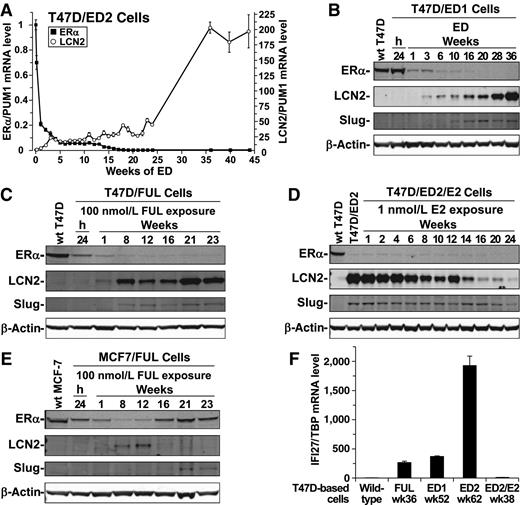 Figure 4. LCN2 and IFI27 expression inversely relates to ERα expression/activity. A–E, Effect of long-term ED, fulvestrant (FUL), and E2 reexposure on ERα, LCN2, and slug expression. In T47D-based cell lines, both ED and fulvestrant led to silencing of ERα mRNA (A) and protein levels (B and C), followed by dramatic induction of LCN2 mRNA (A) and protein (B and C). In T47D/ED2/E2 versus T47D/ED2 cells, long-term E2 reexposure repressed LCN2 (D). In MCF7-based cell lines, fulvestrant exposure up to 12 weeks repressed ERα and induced LCN2 expression, but by 16 weeks of fulvestrant, ERα rebounded and LCN2 was again silenced (E). Slug protein levels increased or decreased after similar changes were seen in LCN2 expression (B–E). F, Effect of long-term ED and fulvestrant on IFI27 expression. IFI27 RNA was silenced in ERα+ wild-type T47D cells, highly upregulated in ERα-low/negative T47D/FUL and T47D/ED cells, and again silenced by reexposure to E2 in T47D/ED/E2 cells. RNA levels were measured by qRT-PCR and proteins levels by immunoblotting.