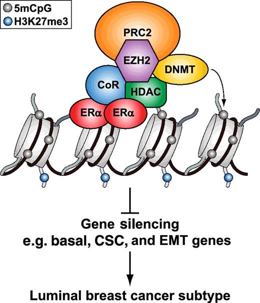 Figure 7. Model of ERα-mediated silencing via DNA methylation. ERα initially represses transcription by recruiting corepressors (CoR) and HDACs that in turn recruit EZH2 to modify histones with repressive H3K27me3 marks. EZH2, a component of PRC2, then tethers DNMTs to catalyze C methylation in CpG dinucleotides to maintain long-term silencing. Gene silencing of basal markers, CSC, and EMT genes may in part program ERα breast cancers as the luminal subtype. See Discussion for additional details.