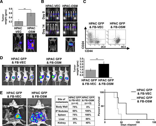 Figure 4. OSM increases tumor burden and metastases in vivo. A, HPAC-VEC and HPAC-OSM cells were injected orthotopically into the pancreas of athymic, nude mice. Tumor weight and representative bioluminescence (BLI) images at the end of the experiment are shown (23 days postinjection). A two-tailed Student t test was used to determine significance; **, P ≤ 0.01. B, HPAC-VEC and HPAC-OSM cells were injected via the tail vein in athymic, nude mice. BLI images showing lung colonization at 14 days postinjection are shown. C–E, HPAC-GFP were cocultured with control fibroblasts (FB-VEC) or fibroblasts expressing OSM (FB-OSM). Following one week of coculture, CD24 and CD44 surface expression on HPAC-GFP was assessed via flow cytometry by gating on the GFP+ cells (C). HPAC-GFP were orthotopically coimplanted with FB-OSM or FB-VEC into nude mice (D). BLI images at 21 days postinjection and quantification of primary tumor weight at the time animals were sacrificed. A two-tailed Student t test was used to determine significance; **, P ≤ 0.01. Representative BLI images, site and frequency of metastasis, and Kaplan–Meier survival curve of mice that received HPAC GFP and FB-VEC or HPAC GFP and FB-OSM cells (E).