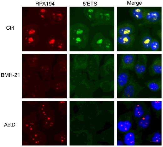 Figure 1. Colocalization of 5′ETS rRNA precursor and Pol I. Cells were treated with or without BMH-21 (1 μmol/L) or actinomycin D (40 nmol/L) for 3 hours, fixed, and hybridized with a LNA probe against 5′ETS rRNA precursor (green), stained for RPA194 (red), and counterstained for DNA (blue). Scale bar, 10 μm.