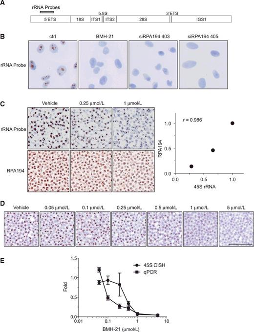 Figure 2. Validation of 5′ETS/45S CISH assay. A, rRNA locus and location of probes for CISH in the 5′ETS. B, A375 cells were treated with BMH-21 (1 μmol/L) for 3 hours, or transfected with RPA194 siRNAs and incubated for 48 hours, followed by CISH for 5′ETS rRNA. Original magnification, x400. C, A375 cells were treated either with vehicle (DMSO) or the indicated concentrations of BMH-21. Cells were pelleted and processed for paraffin blocks. Top section shows CISH for 5′ETS/45S, and bottom section shows IHC for RPA194. The signals were quantified and are plotted as compared with the controls (right). r, Pearson correlation. Original magnifications, x200. D, Cells were treated with increasing concentrations of BMH-21 for 3 hours, and the cells were either processed for paraffin blocks for 5′ETS/45S CISH, or RNA was isolated and analyzed by RT-qPCR using 5′ETS rRNA primers. N = 2 biological replicates for CISH assay, and N = 3 biological replicates for RT-qPCR. Scale bar, 100 μm. E, The CISH signals were quantified using TMAJ-FriDA. RT-qPCR was normalized using the ΔΔCt method against GAPDH. Data represent mean and SEM.