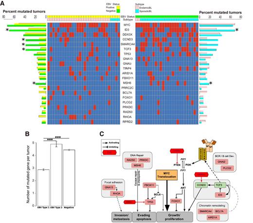 Figure 5. Mutational landscape of BL tumors. A, Mutated gene distribution in each tumor sample: columns are tumors and rows are frequently mutated genes (>10% of samples mutated at least once). Tumor samples were grouped based on their EBV content, and the second color bar shows the subtype of the tumor. Red squares represent mutated gene, while blue is for no mutation detected. Bar plot on the right measures the frequency of mutated tumor samples and compares regarding the subtype of BLs (percent frequency). Similarly, bar plot on the left compares the mutated tumor frequencies for each gene stratified by EBV status (*, P < 0.05, Fisher exact). B, Average number of mutated genes per BL tumor by EBV type. Error bars represent standard error (***, P < 0.01, t test). C, Schematic overview of the proposed key pathways and frequently mutated genes in eBL pathogenesis. Genes in the boxes are found to be frequently mutated (likely gain of function and loss of function, represented by green and light-red boxes, respectively). Likely key interactions with EBV components are shown are in red connections. Possible interactions are shown in gray.