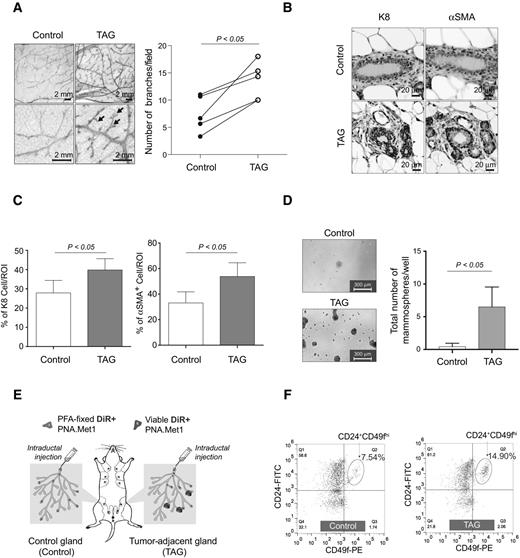 Figure 1. Tumor development deregulates the mammary gland microenvironment and alters stromal cells. A, Whole mount analysis of control (left) and tumor-adjacent (TAG, right) mammary glands. Arrows indicate branch points. Right, branch point quantification of matched control and tumor-adjacent glands, with analysis from paired t test. B, Representative images of IHC staining of cytokeratin 8 (K8) and α-smooth muscle actin (α-SMA) in control (top) and TAG (bottom). C, Quantification of IHC (shown in B) of percent of K8+ and α-SMA+ cells per 40× region of interest (ROI) in both control and TAG. D, Representative images of both control and TAG mammospheres with corresponding quantifications at day 10 postplating. E, Schematic depicting experimental strategy for intraductal injection experiments. F, FACS plot of MaSCs from both control (left) and TAG (right) mammary glands.