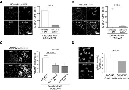 Figure 3. Fibroblast STAT1-mediated PTX3 secretion promotes tumor cell proliferation. A, Representative images of EdU assay from tumor cells grown in coculture with CAFs (siSTAT1; left). Right, quantification of Percent EdU+ cells. B, Representative images of EdU assay ZsGreen PNA.Met1 tumor cells in coculture with CAFs as mentioned in A (left). Right, quantification of Percent EdU+ cells; pink, EdU+ cells in merged image. C, Representative images of EdU assay from DCIS.COM tumor cells cocultured with either shPLKO.1 (control) CAFs or with CAFs containing either construct of shSTAT1 (23.1 or 26.1). Right, quantification of percent EdU+ cells. D, Representative merged images of DAPI-stained DCIS.COM cells after treatment for 48 hours with conditioned media collected from siSTAT1 CAFs and nonsilencing control (siNS) CAFs (left). Right, quantification represents log[EdU intensity] of PNA.Met1 cells.