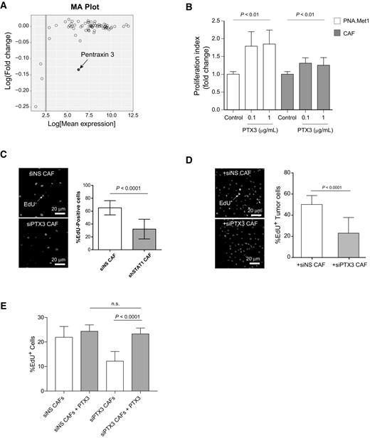 Figure 4. PTX3 is secreted by STAT1-expressing CAFs and promotes tumor cell viability and proliferation. A, MA plot showing the cytokine array analysis. Log fold change is plotted as a function of log mean expression. Each circle represents one probe. B, Proliferation index of PNA.Met1 tumor cells and CAFs 24 hours after treatment with recombinant human PTX3 in serum-free DMEM-F12. C, Representative images of nonsilencing control (siNS) CAFs (top) or PTX3-depleted CAFs (bottom; left). Right, quantification of percent EdU+ cells. D, Representative images of MDA-MB-231 cells cocultured with nonsilencing control (siNS) CAFs (top) or PTX3-depleted CAFs (bottom; left). Right, Quantification of percent EdU+ cells. E, Quantification of percent EdU+ cells of non-silencing control (siNS) or PTX3-depleted (siPTX3) CAFs treated with vehicle or 1 μg PTX3 overnight.
