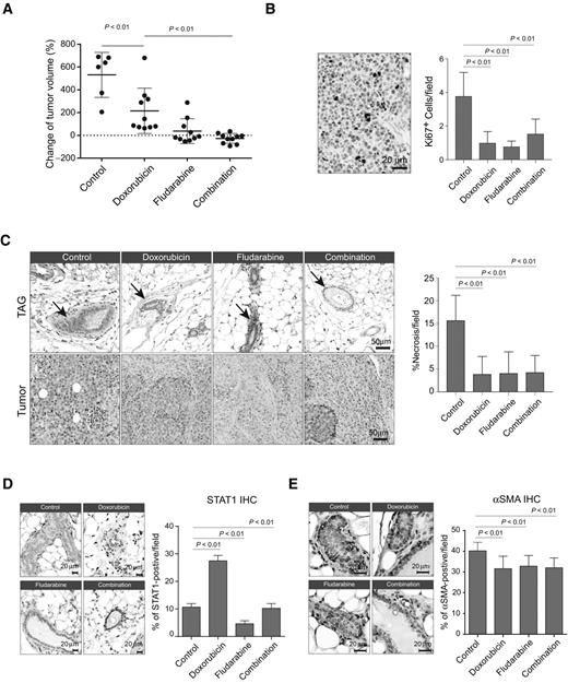 Figure 6. Inhibition of stromal STAT1 enhances chemotherapeutic efficacy. A, Percent change of tumor volume at end point compared with day zero for each tumor in each treatment group: vehicle control (n = 6), doxorubicin (n = 10), fludarabine (n = 10), or combination of doxorubicin and fludarabine (n = 10). B, Representative image showing IHC for Ki67+ tumor cells in control treatment group (left). Right, mean number of Ki67+ cells per 40× field of view in each group. C, Hematoxylin and eosin (H&E) staining of tumors from each treatment group. Left, representative images showing the tissue morphology after the treatments. Right, bar graph showing the percent of necrosis in each 10× field of view. D, IHC analysis of STAT1 in TAG. Left, representative images of IHC STAT1; right, STAT1+ cells per 40× field of view. E, IHC analysis of STAT1 in TAG a-SMA. Left, representative images of IHC α-SMA; right, α-SMA+ cells per 40× field of view.