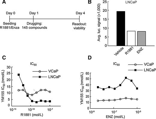 Figure 1. YM155 synergizes with high-androgen therapy to suppress prostate cancer viability. A, Design of high-throughput screen in LNCaP grown in 10% FBS media supplemented with either 1 nmol/L R1881, 10 μmol/L enzalutamide (ENZ), or DMSO. B, Average CellTiter-Glo luciferase signal (viability) for all control wells on drug screen 96 hours after cell seeding. C and D, Inhibitory concentration for 50% viability (IC50) plotted for various doses of R1881 (C) and (D) enzalutamide.