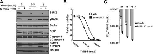 Figure 2. High-dose androgens suppress BIRC5 levels and increase YM155-mediated DNA damage. A, Western blots for BIRC5 (survivin), γH2AX, Beclin, ATG5, caspase-3, and PARP1 on LNCaP treated for 24 hours with 0.5 or 1 μmol/L YM155 with and without a 48-hour preincubation with 10 nmol/L R1881. B, LNCaP viability (CellTiter-Glo) in response to YM155 with or without 2.5 nmol/L testosterone (T; error bars = SD; n = 4). C, YM155 IC50 values of LNCaP preincubated 24 hours with 10 nmol/L R1881 or vehicle control then exposed to a dose range of YM155 for 24, 48, and 72 hours (error bars = 95% confidence interval, n = 4).