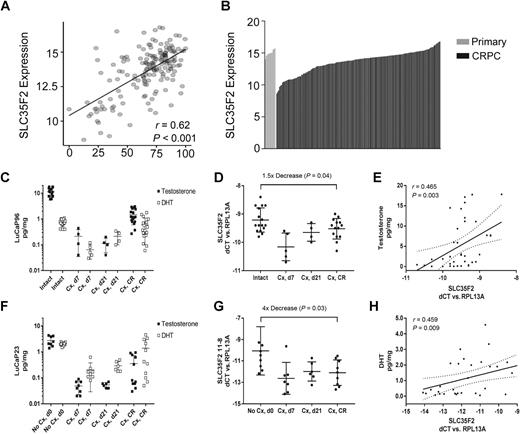 Figure 6. SLC35F2 expression correlates with AR activity and androgen levels in CRPC. A, Pearson correlation plot comparing AR activity and SLC35F2 expression in 171 CRPC samples. B, Waterfall plot of microarray signal intensities for SLC35F2 in primary tumors (n = 11), and CRPC (n = 171). C, Intratumoral testosterone and DHT levels in the LuCaP 96 PDX model in intact mice, at 7 and 21 days postcastration (Cx), and after castration-resistant (CR) regrowth. D, qRT-PCR for tumoral SLC35F2 expression in LuCaP 96 xenograft samples shown in C. E, Spearman correlation comparing intratumoral testosterone levels with normalized SLC35F2 mRNA expression in LuCaP 96 tumors. F, Intratumoral androgen levels in LuCaP 23. G, qRT-PCR for tumoral SLC35F2 expression in LuCaP 23. H, Spearman correlation comparing normalized SLC35F2 levels and intratumoral DHT in LuCaP 23. Student t tests comparing SLC35F2 levels in intact and castrate mice.