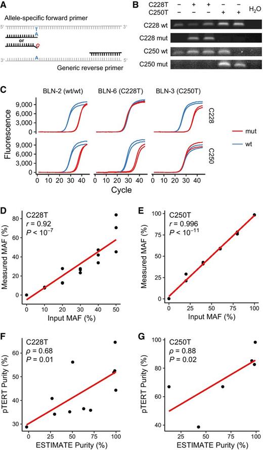 Figure 1. qAS-PCR of pTERT mutations quantifies tumor purity. A, Schematic illustration of AS-PCR. Allele-specific primers discriminate single nucleotide differences to quantify the abundance of wild-type versus mutant alleles. B, Example gel electrophoresis of PCR products generated by AS-PCR from GBM cell lines with different pTERT genotypes. Note the missing wild-type band in a homozygously C250T mutated sample (lane 5). A no-template reaction is run along as negative control. C, Amplification curves for C228 and C250 quantitative AS-PCR illustrate the discrimination of wild-type and mutant alleles in GBM cell lines. The ratio between amplification of the targeted versus nontargeted is approximately 1,000-fold (∼10 cycles). D and E, Validation of assay linearity using artificial mixtures of mutant and wild-type DNA. F and G, Orthogonal validation of qAS-PCR by deconvolution of bulk gene expression profiles.