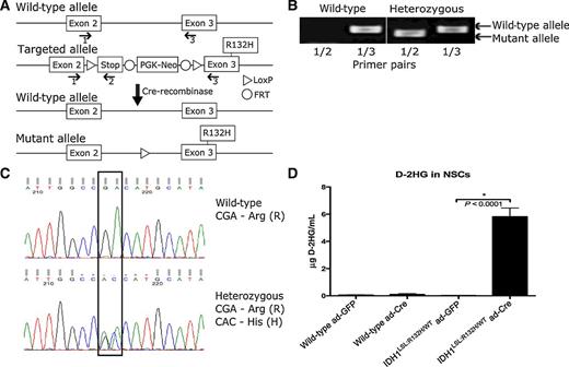 Figure 1. Generation of mutant Idh1 conditional knock-in mouse model. A, Schematic diagram of mutant Idh1 conditional knock-in mouse. Floxed stop cassette generates a null allele. Cre-recombinase induces excision of stop cassette and expression of Idh1-R132H. Genotyping primers (1, 2, and 3) are shown. B, PCR-based genotyping using primers shown in A. Primer pair (1/2) produces a 263-base pair amplicon when the mutant allele is present. Primer pair (1/3) produces a 329-base pair amplicon when the wildtype allele is present. Only wildtype and heterozygous animals were generated (P < 1.0 × 10−9 (Fisher exact test). C, Sequencing-based validation of the R132H mutation among generated animals. D, Measurement of D-2HG in wild-type and Idh1LSL:R132H/WT NSCs infected with ad-GFP or ad-Cre recombinase. Measurements reflect six independent wild-type NSC lines and six independent Idh1LSL:R132H/WT NSC lines each treated with ad-GFP or ad-Cre (unpaired Student t test, P < 0.0001, error bars indicate SEM).
